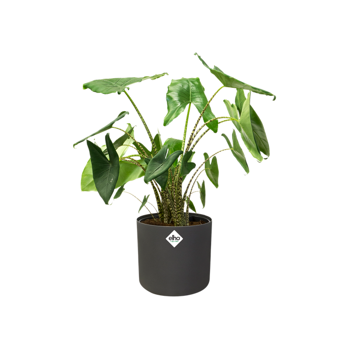 b.for soft rond 18cm antraciet